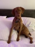 Canine Comfort