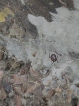 Spider in Natural Web Among Rocky Ground