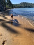 A Canine's Day at the Beach