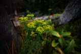 Golden Blooms in San Francisco Botanical Garden