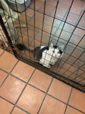 Confined Cat
