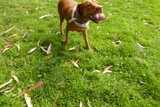 Happy Vizsla in the Grass
