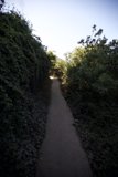 Forest Path