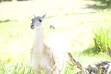 Serene Solitude: A Llama's Afternoon
