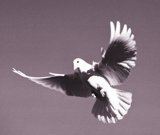 Soaring Spirit