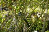 Serene Avian Sanctuary