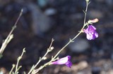 Delicate Purple Wildflowers Bloom on Rocky Hillside