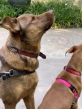 Two Canine Pals in West Hollywood