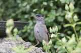 Gray Dunnock Perched by Garden Bird Bath