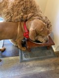 Canine Feast on Hardwood Flooring