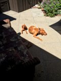 Patio Pups