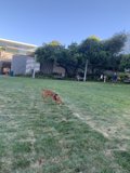 Playful Pup in the Park