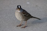 White-Crowned Sparrow Portrait on Pavement at Drakes Beach
