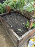 Natural Beauty in a Raised Garden Bed