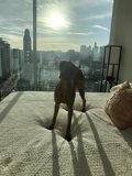 Urban Pup with a City View