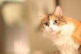 Feline Focus