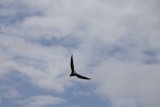 Majestic Bird in the Cloudy Sky