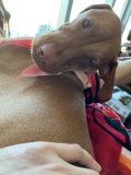 Cozy Cuddle with a Canine Companion
