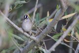 Finch at Dusk: A colorful encounter on Lake Merced