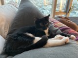 Lazy cat enjoying the morning sun