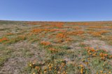 Burst of Orange in the Desert