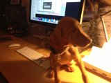 Canine Companion at Work