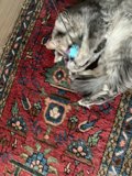 Feline Fun on a Decorative Rug