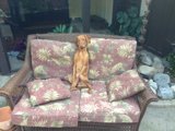 Comfortable Canine on Cushioned Couch