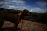 A Vineyard Adventure with Our Furry Friend