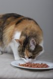 Dinner Time for the Feline