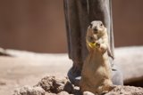 Snack Time for a Ground Squirrel