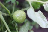 Juicy Tomatoes