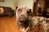 The Regal Canine