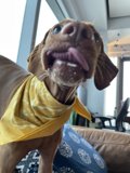 Yellow-Bandanaed Hound on the Couch
