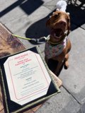 Pooch Perusing the Menu
