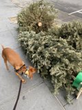 Festive Sniffing