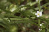 Delicate Anemone Flower