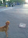 A Golden Retriever's Walk in Santa Fe Plaza