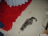Feline on the Prowl
