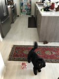 Kitchen Companion