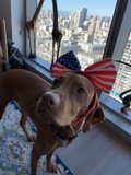 Patriot Pooch