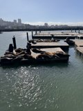 Leisurely Afternoon at San Francisco Bay