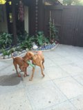 Playtime in the Backyard