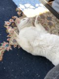 Relaxing Feline