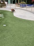 Frisbee Fun in the Park