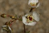 White Orchid Blossom