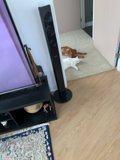 Feline Entertainment Center