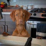 Kitchen Companions