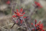 Red Geranium Flower with Black Petals