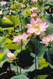 Majestic Lotus Blossom